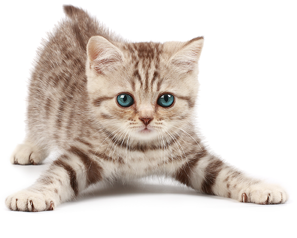 Playful tabby kitten with blue eyes