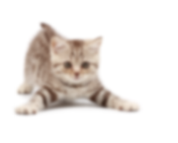 Tabby kitten crouching on white background